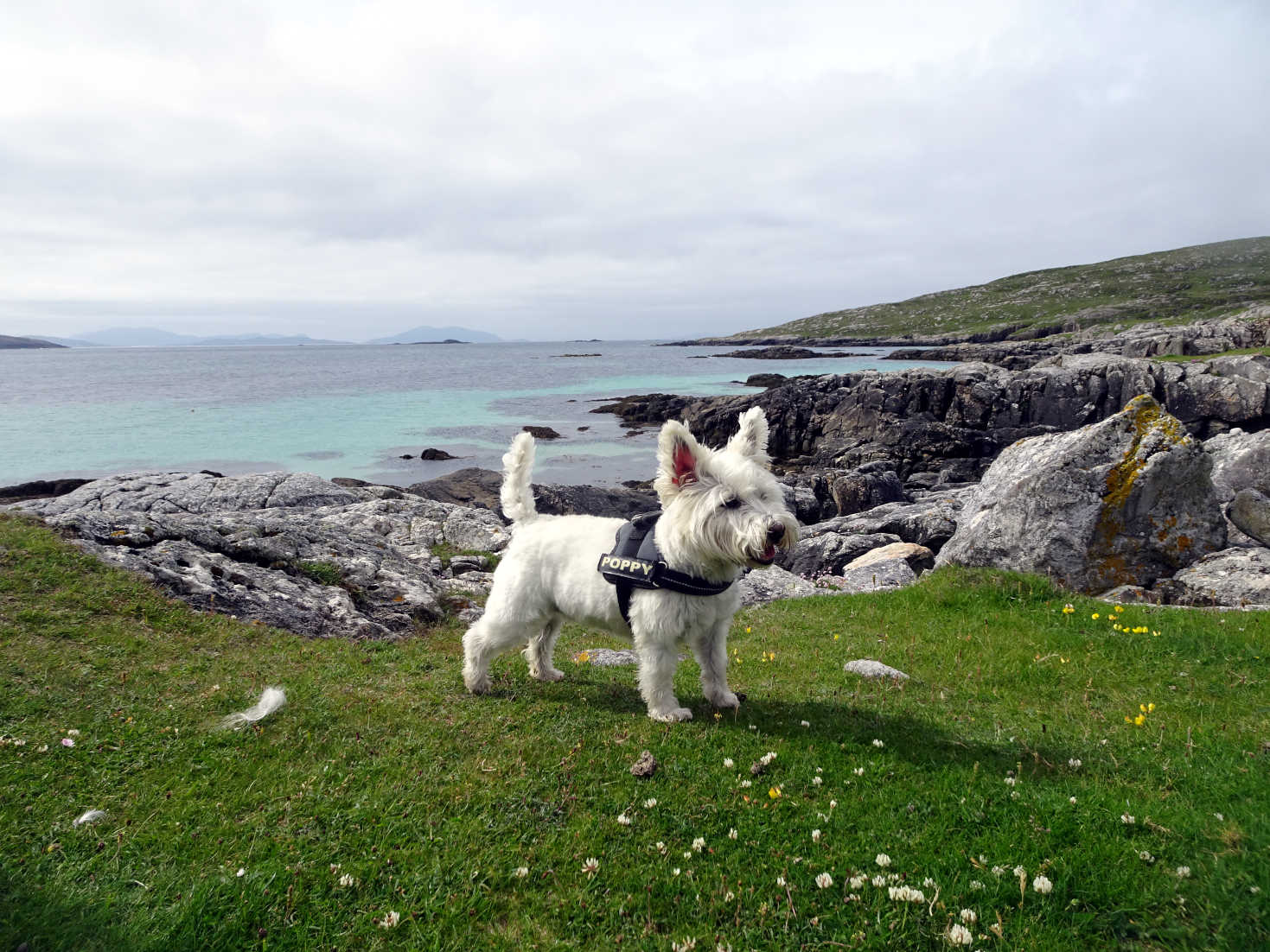 poppy the westie at hushinish Isle of Harris