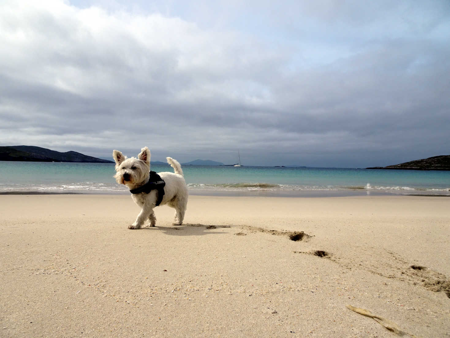 poppy the westie at hushinish beach isle of harris