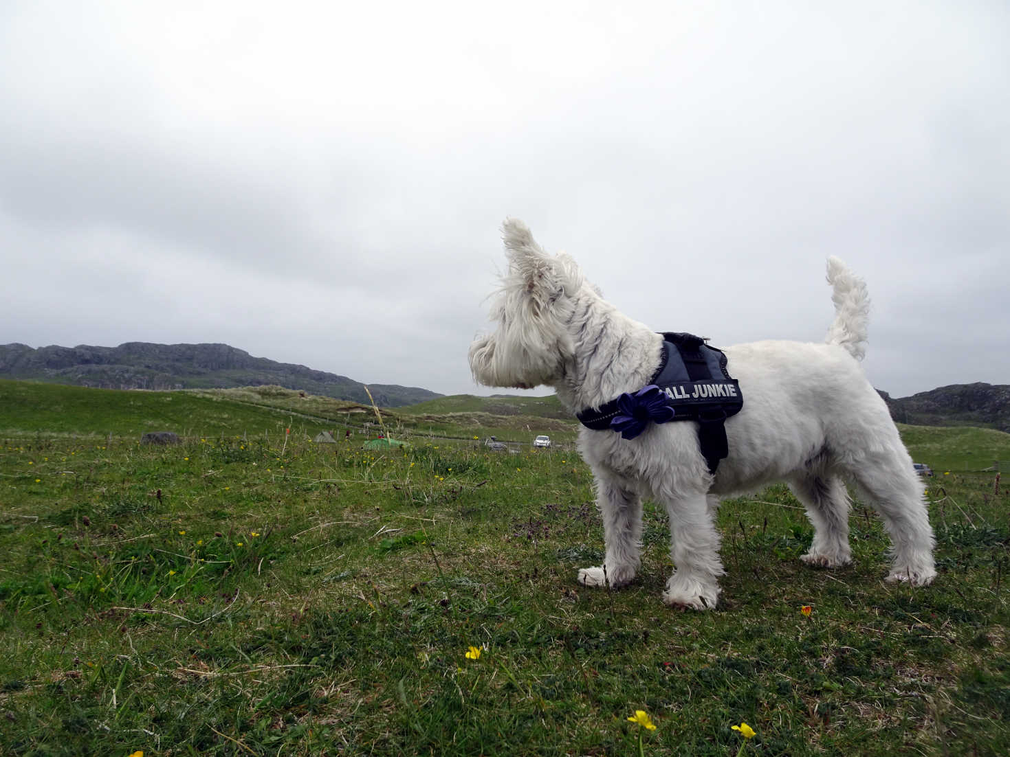 poppy the westie at kneep