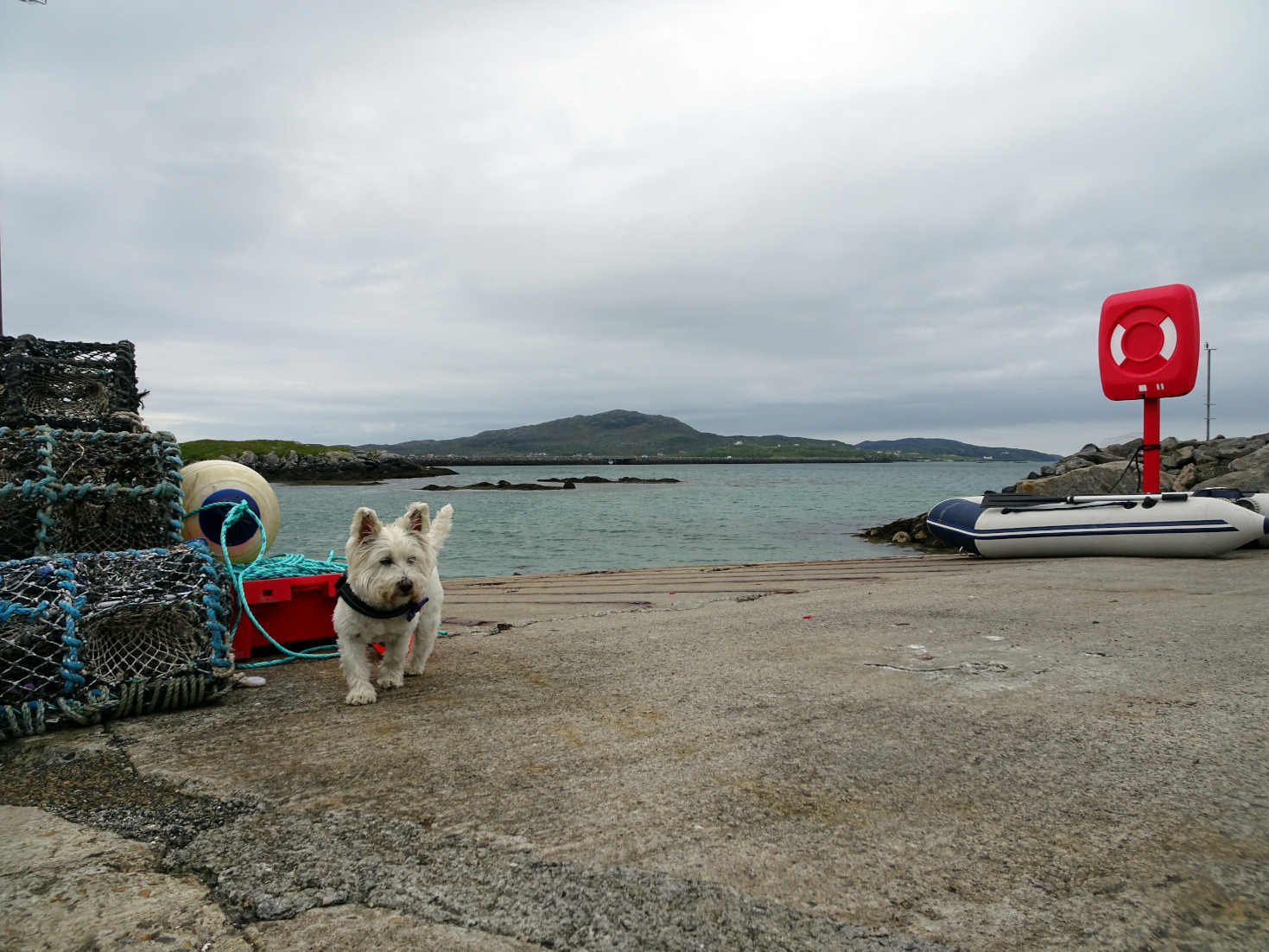 poppy the westie at old ferry in Ludag