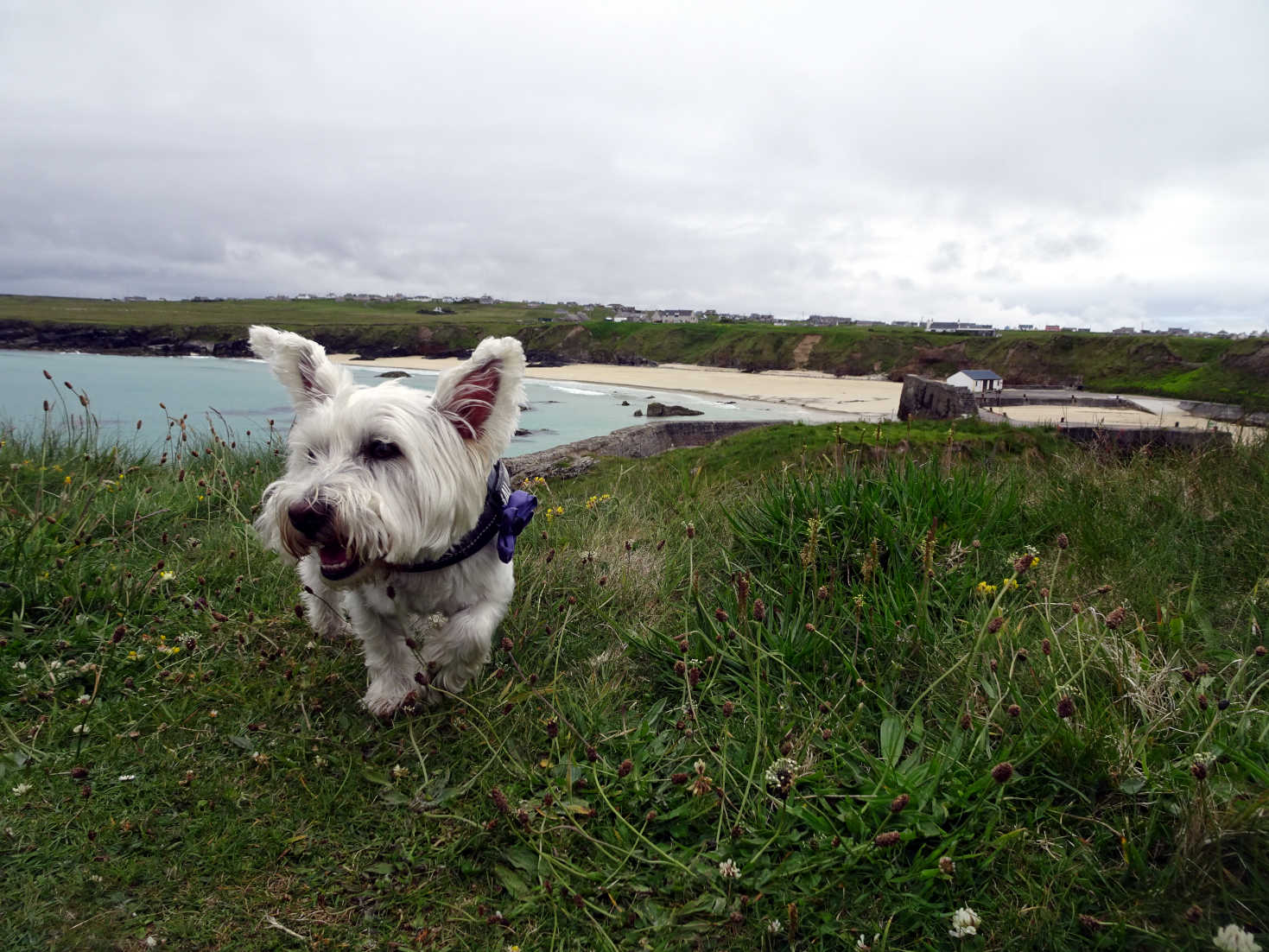 poppy the westie at port of ness