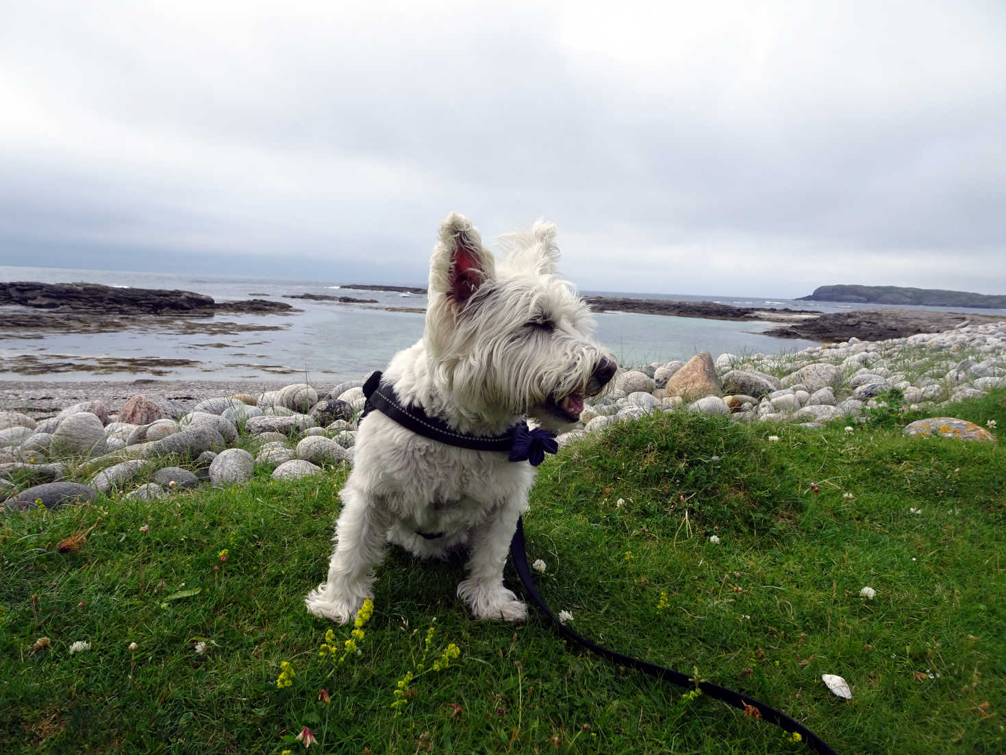 poppy the westie at seal bay Allasdale Barra