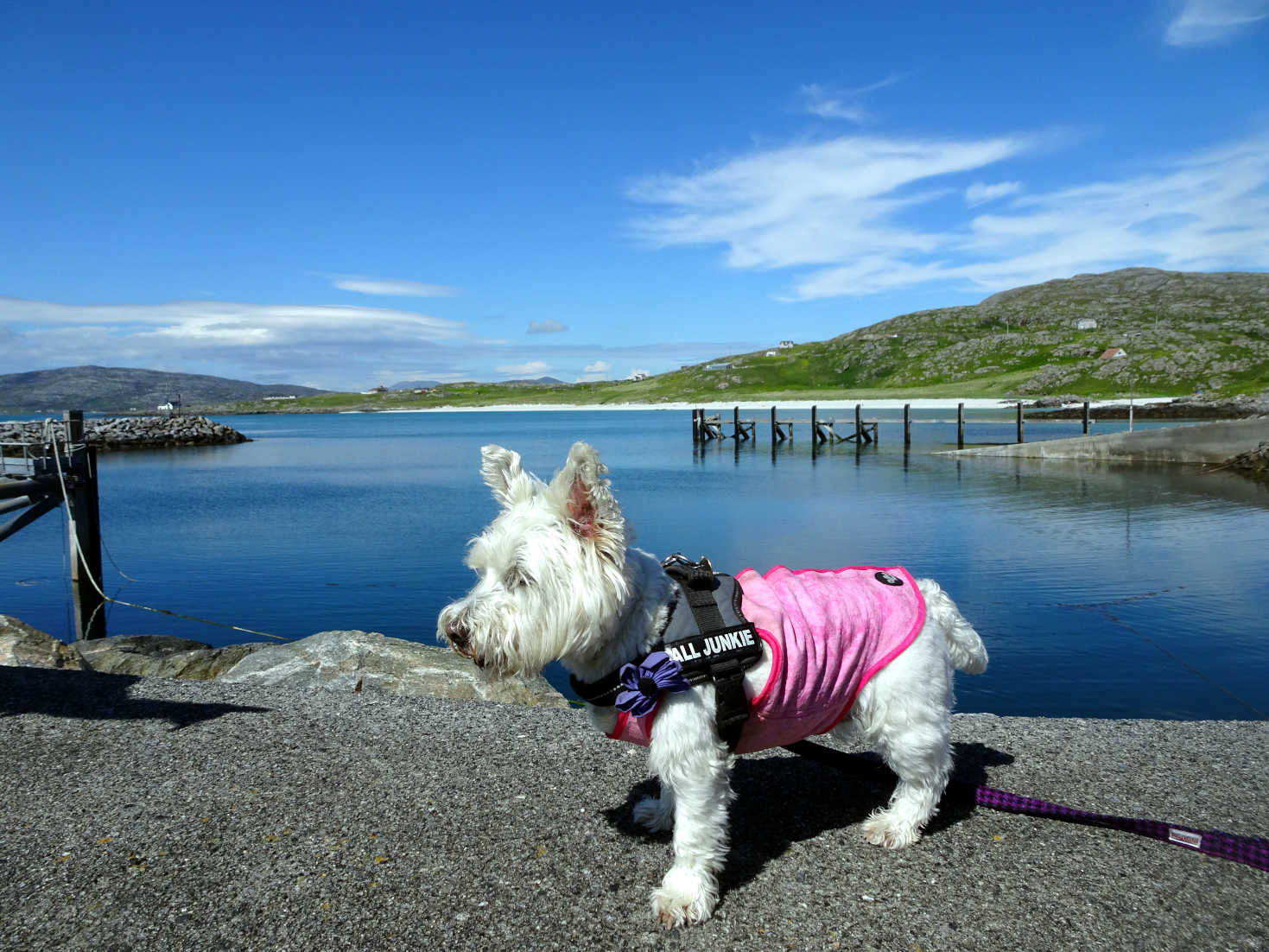 poppy the westie at the Eriskay Ferry