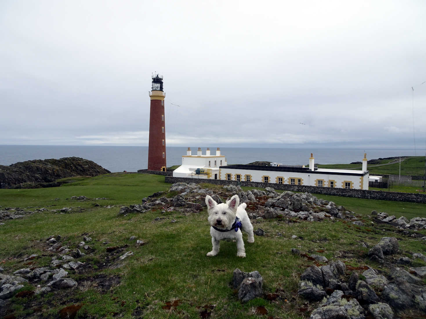 poppy the westie at the but of lewis