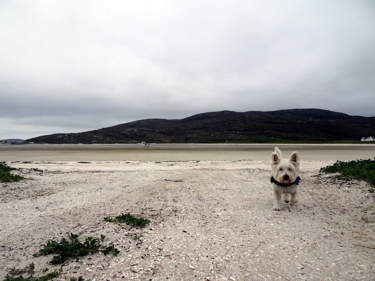 poppy the westie back at barra airport