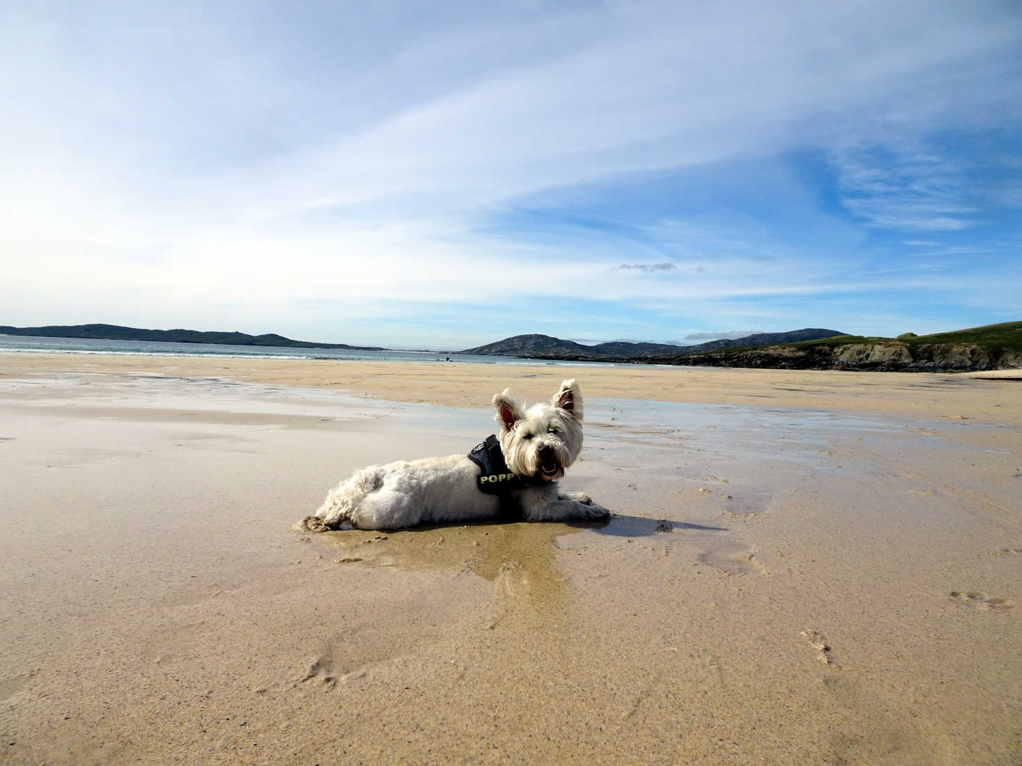 poppy the westie cools down on Nisabost Beach Harris