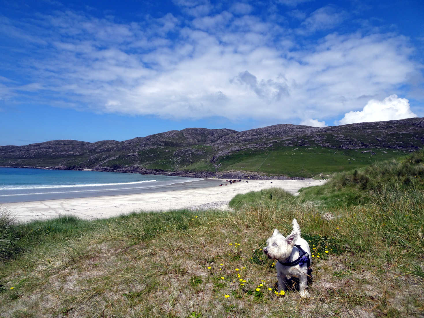 poppy the westie discovers Traigh Shiar beach Vatersay