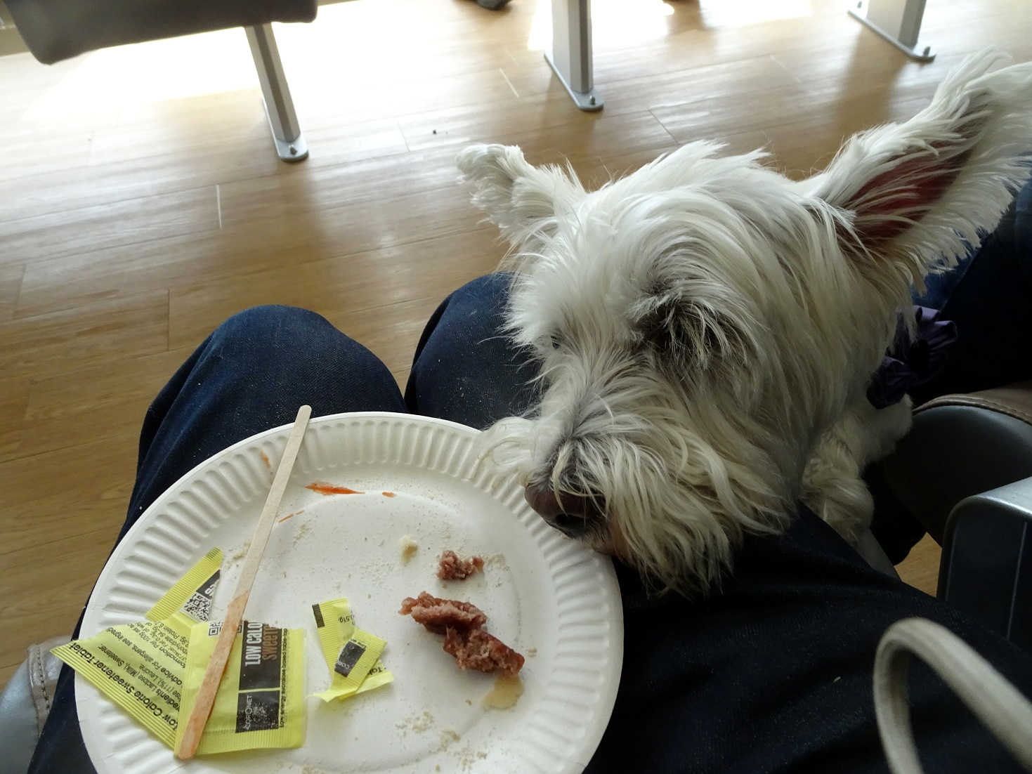 poppy the westie eyes up breakfast on stonaway ferry