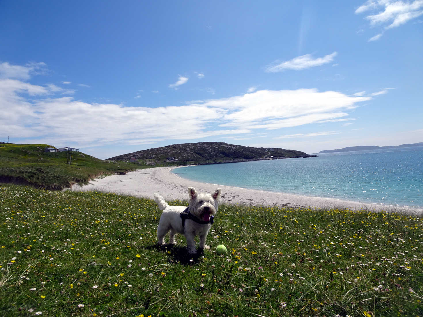 poppy the westie finds another beach on Eriskay