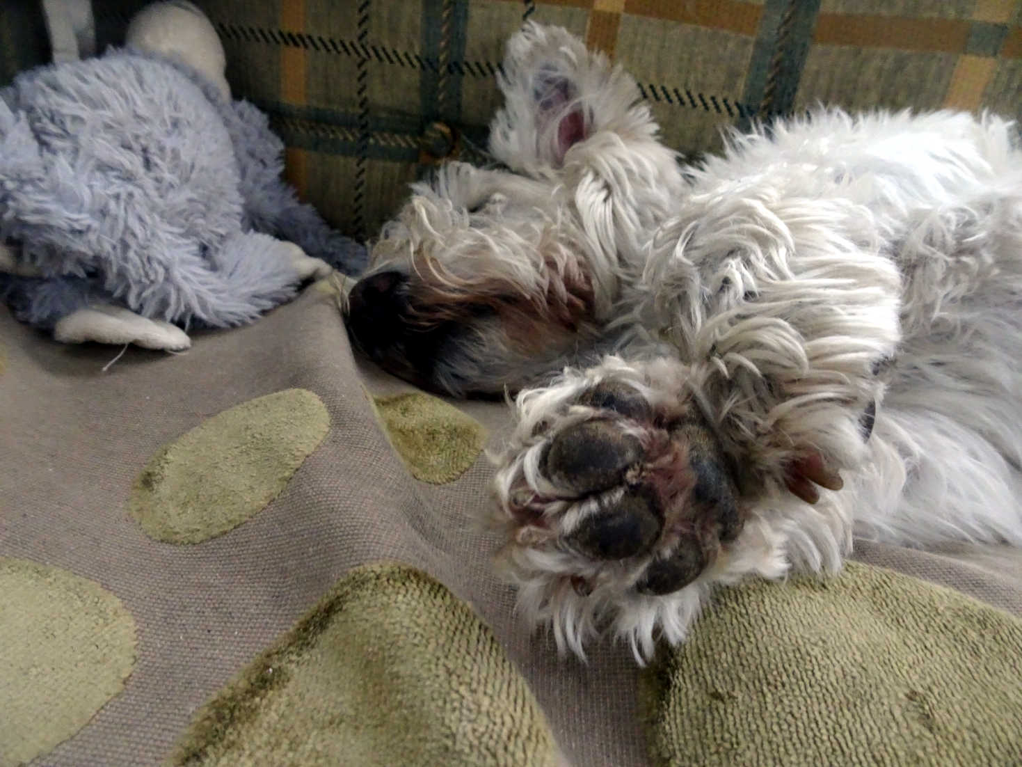 poppy the westie gets an early night at Borve Camping and Caravan Site