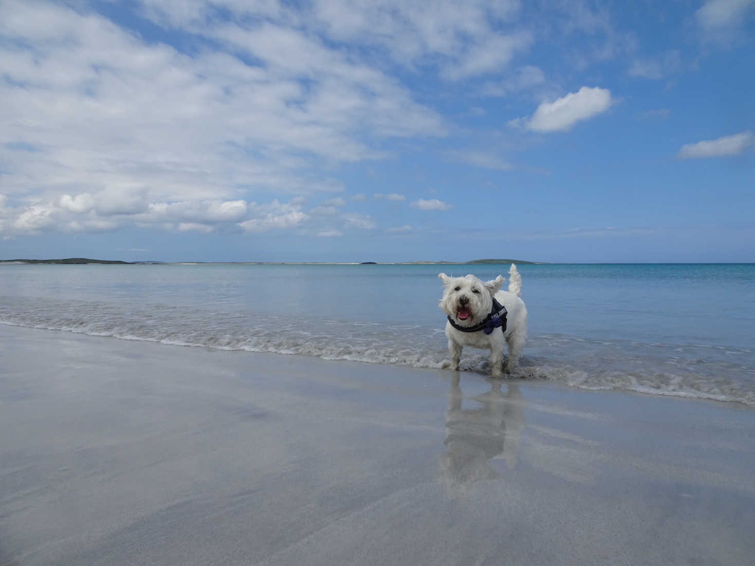 poppy the westie has a paddle at clachan sands