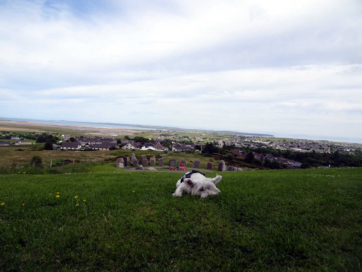 poppy the westie has a wee rest in stornaway