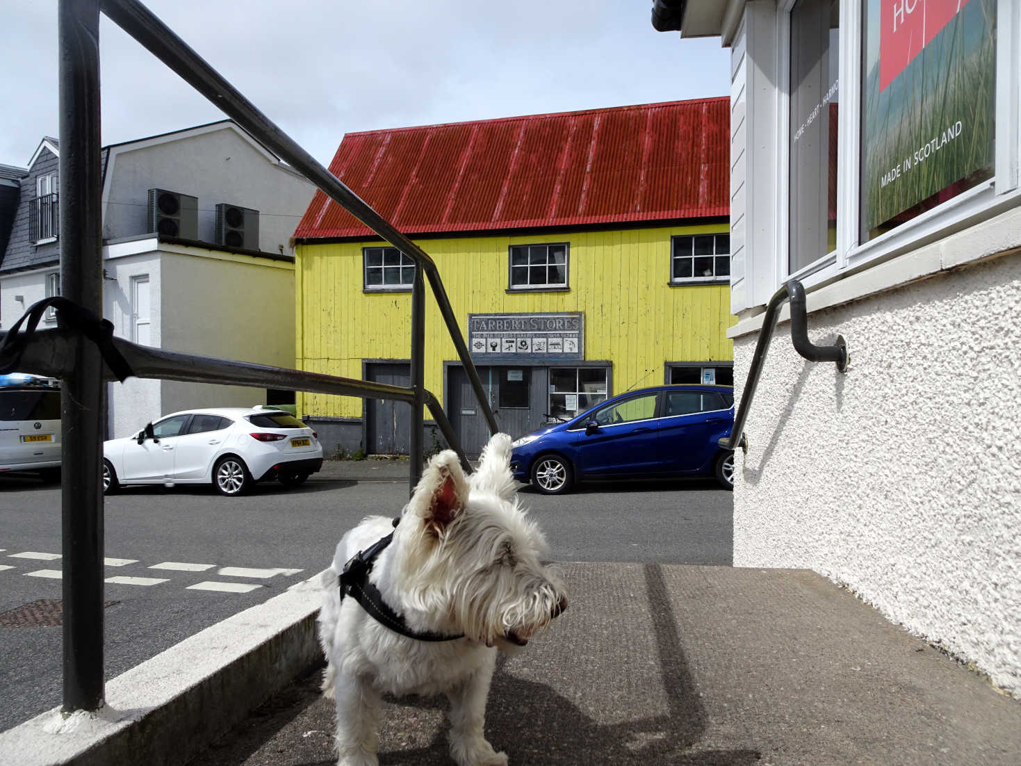 poppy the westie in Tarbert Isle of Harris