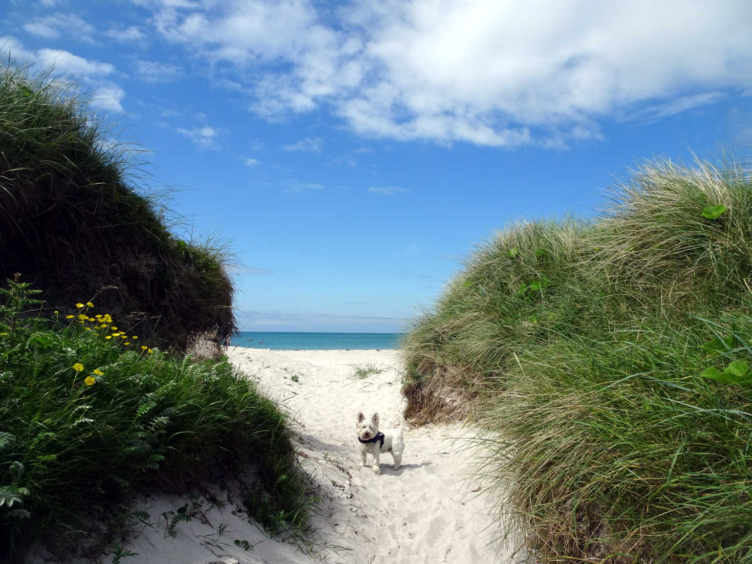 poppy the westie in dunes at Eriskay