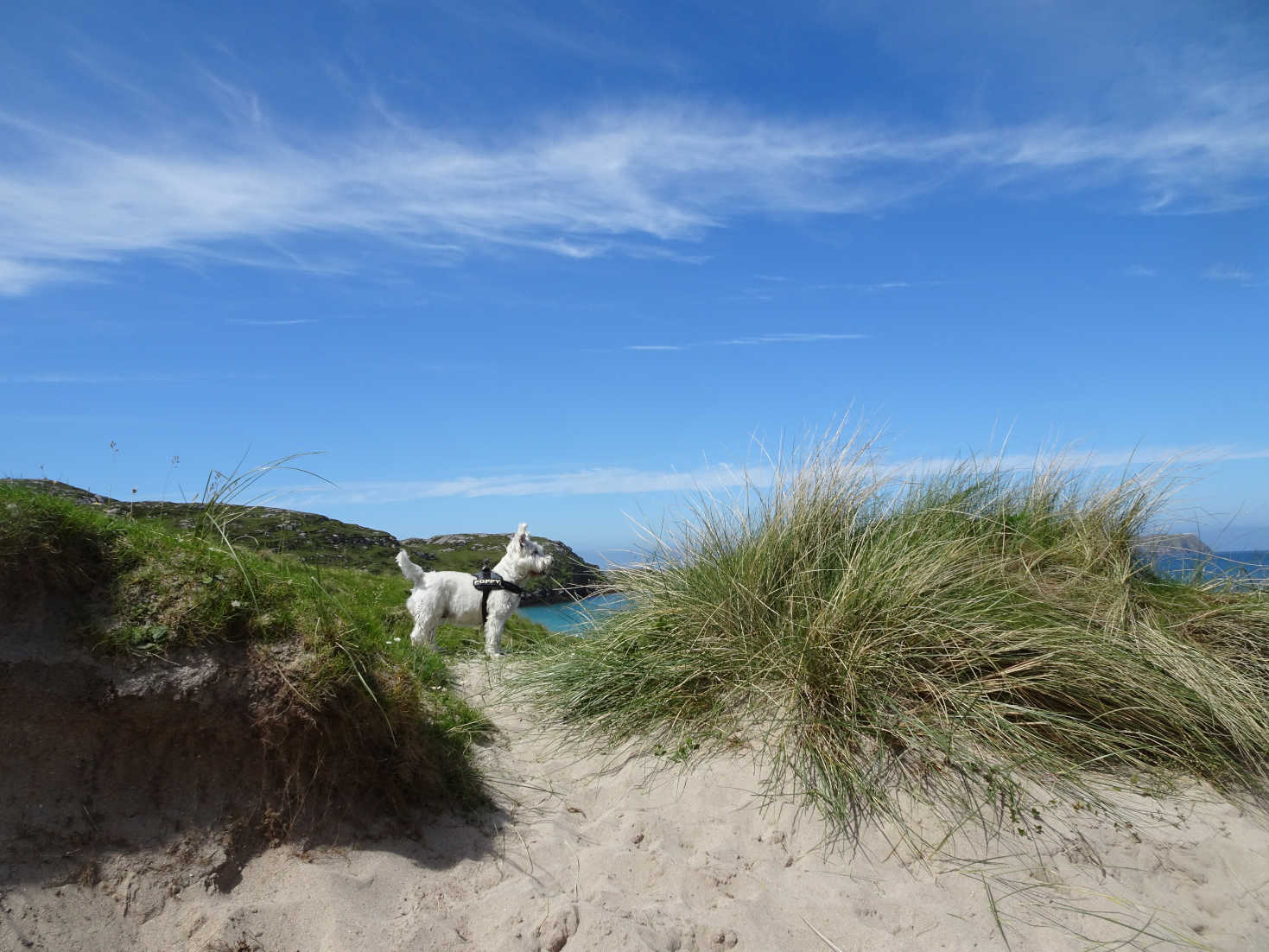 poppy the westie in dunes at bosta on Great Bernera