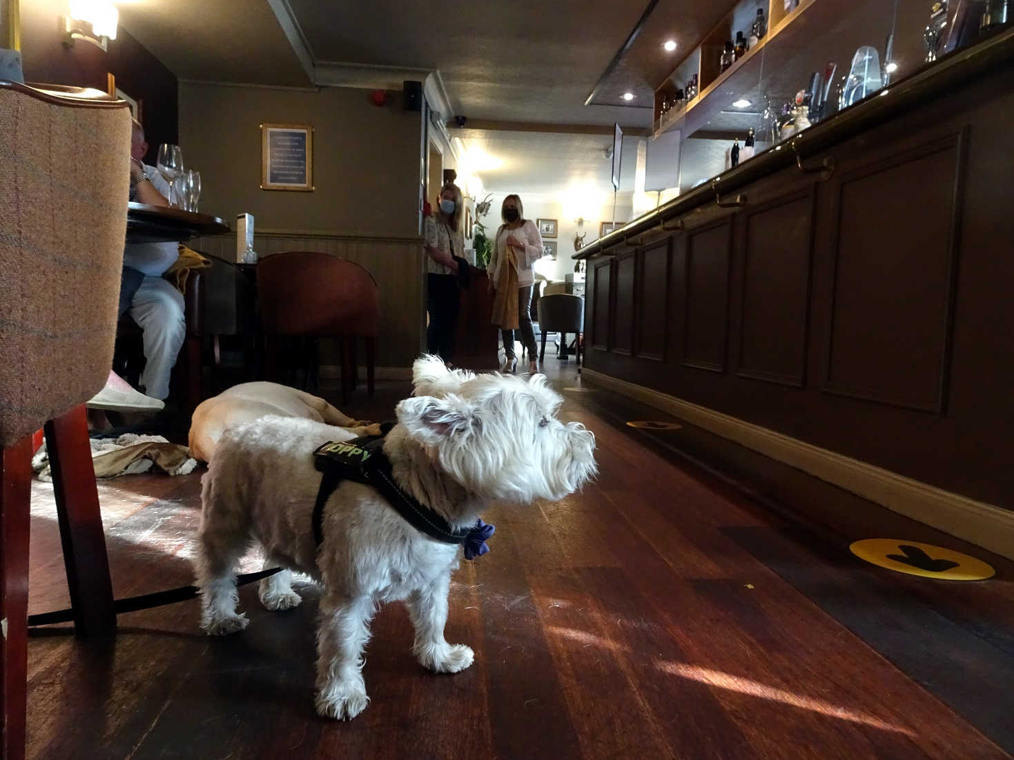 poppy the westie in the Crown Inn Stornaway