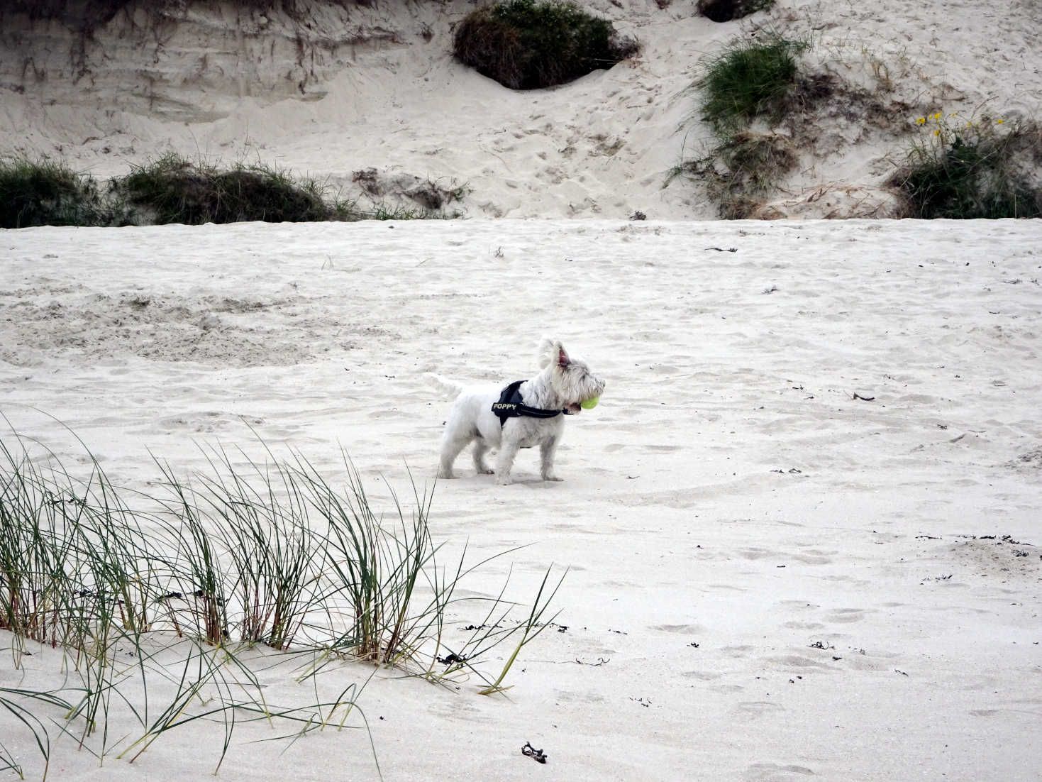 poppy the westie in the dunes of reef beach kneep