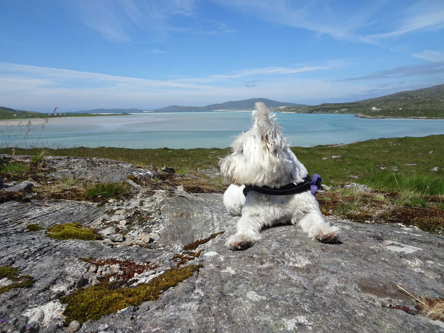 poppy the westie in the isle of Harris