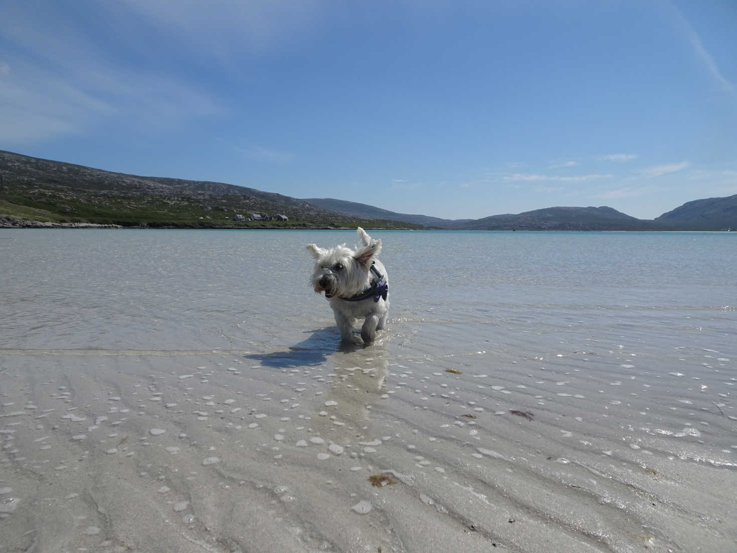 poppy the westie keeping cool at Losgaintir