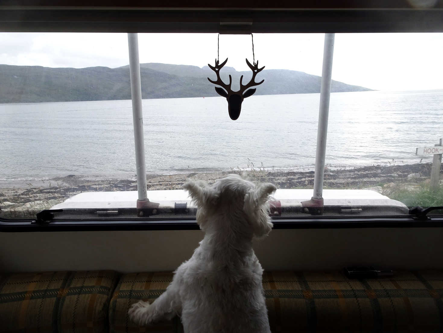 poppy the westie keeps an eye onthings in Ullapool