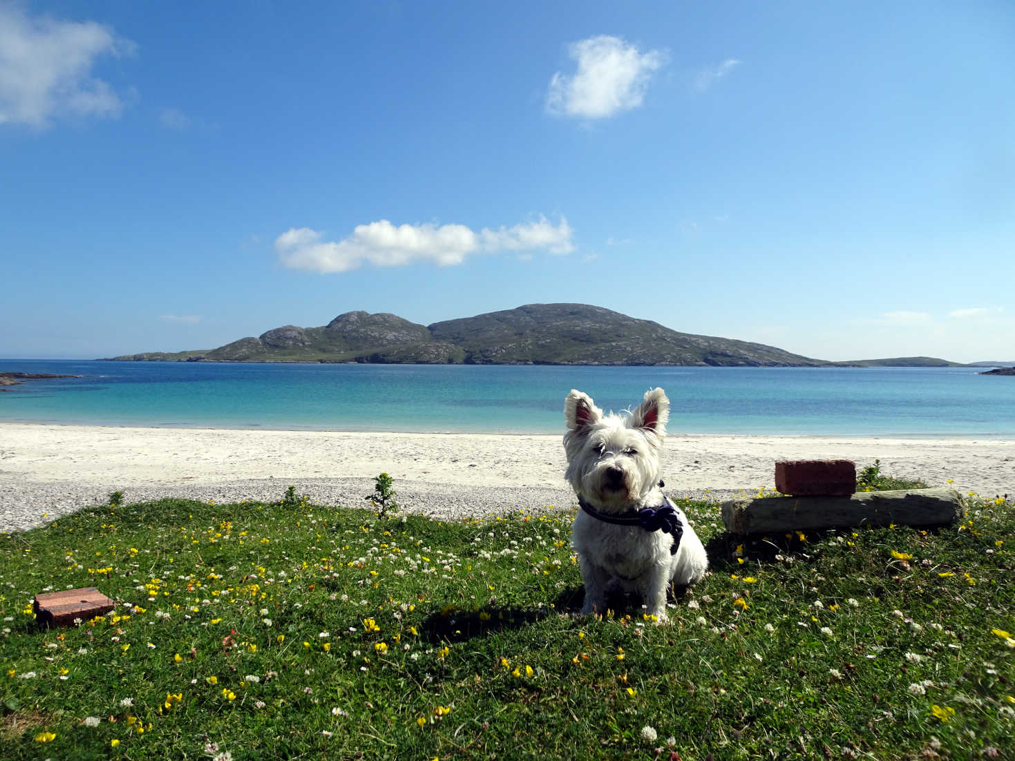 poppy the westie leaves Bagh A Deas Vatersay