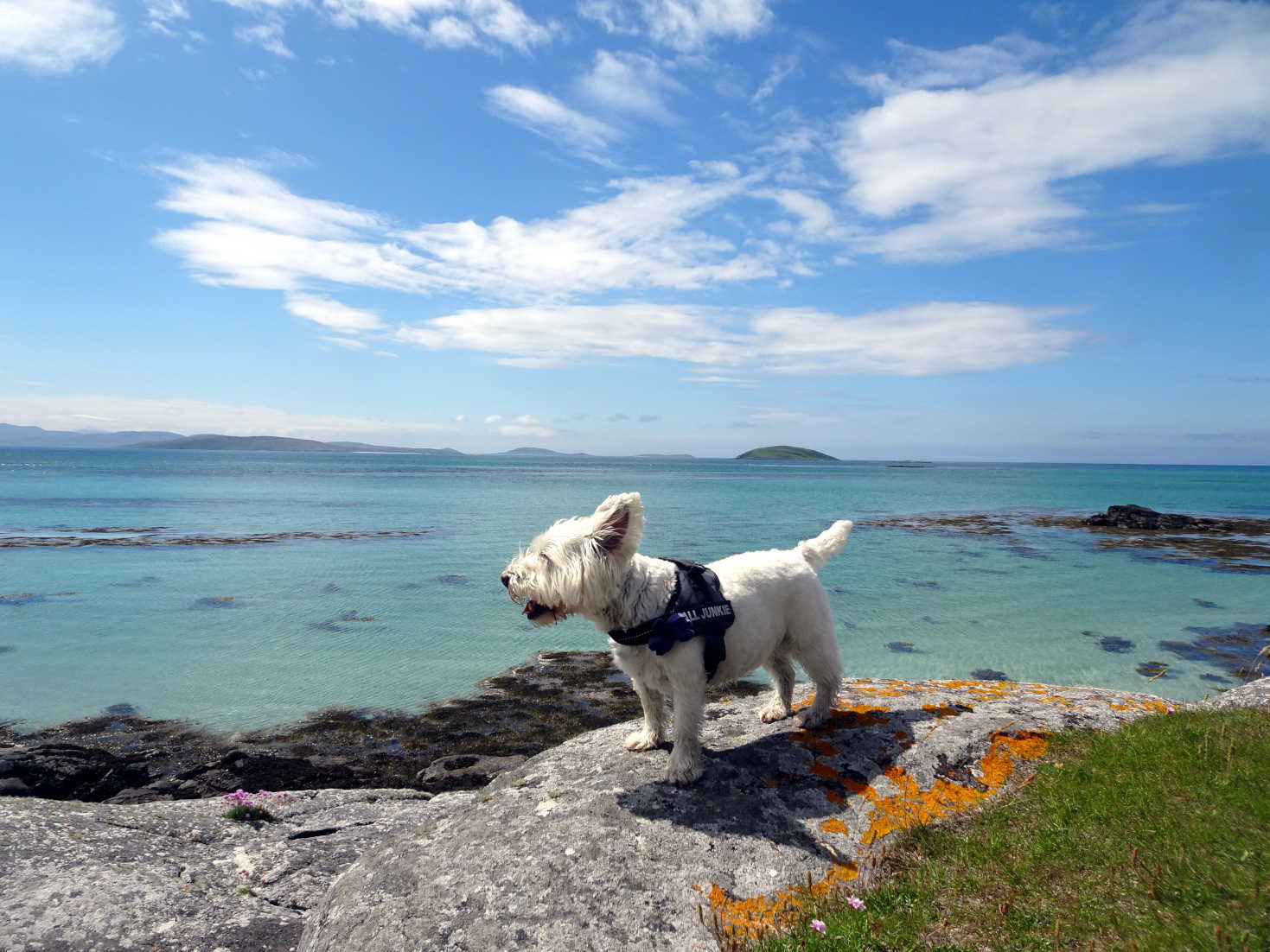 poppy the westie looks across to Barra