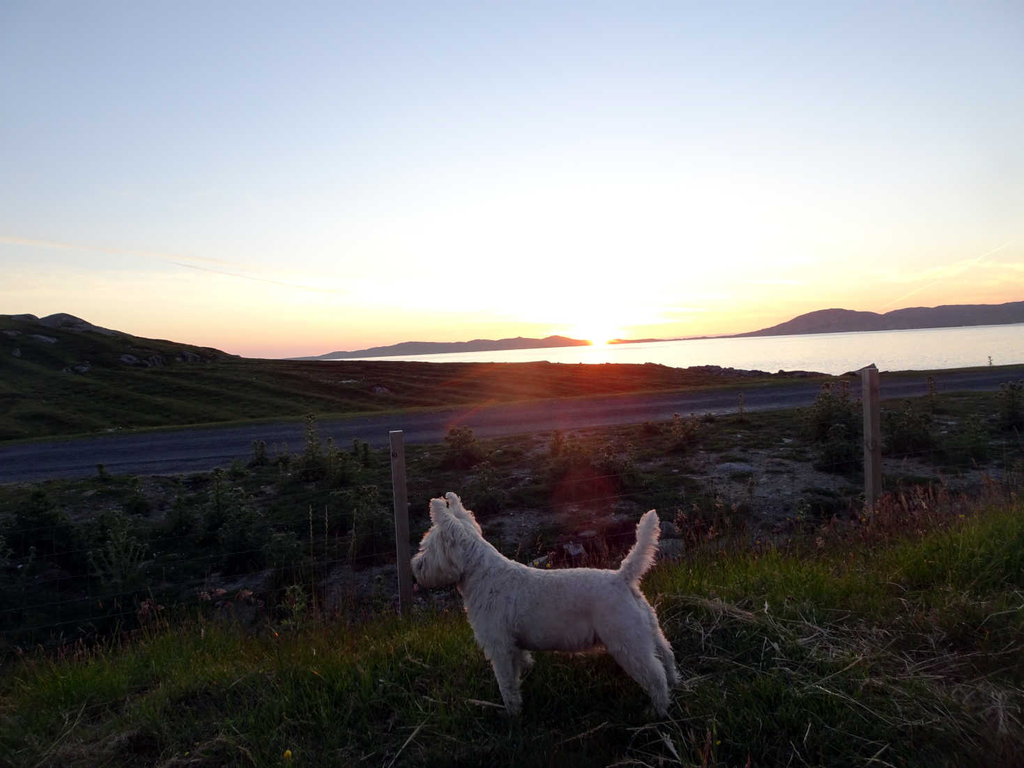 poppy the westie looks at sheep at sunset