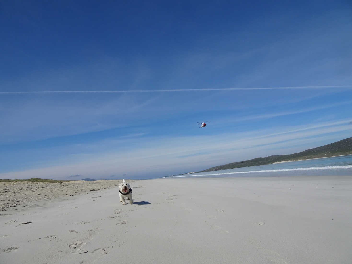 poppy the westie lusskintyre and coastgaurds