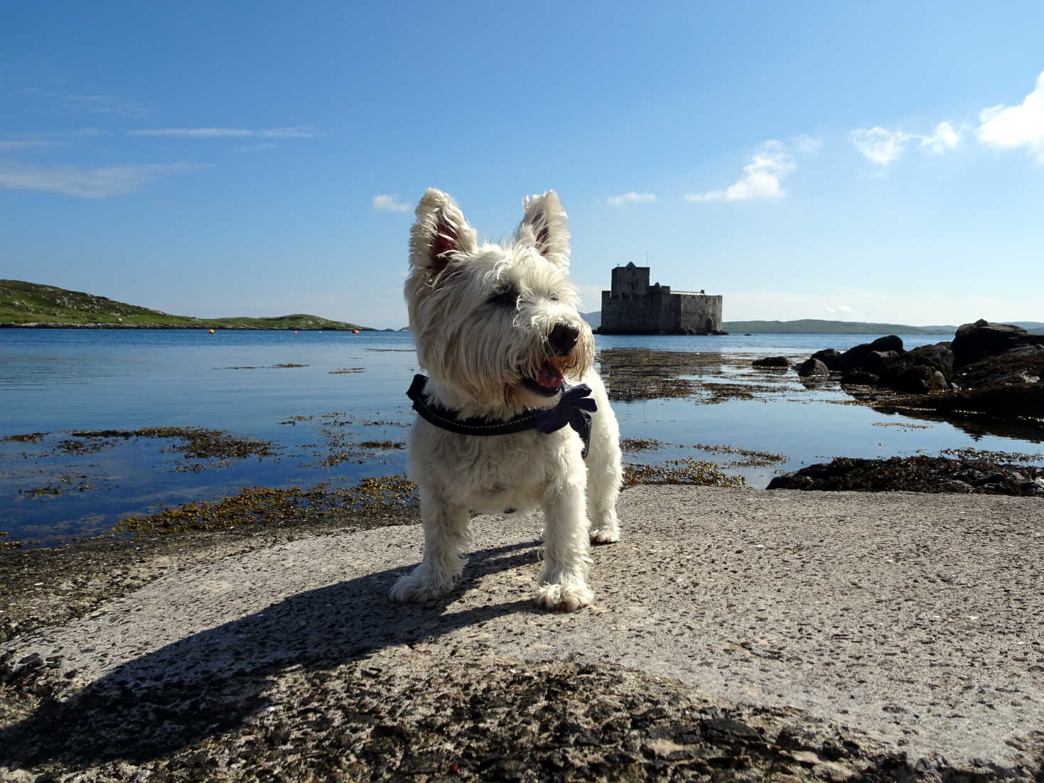 poppy the westie next to Kisimul Castle Barra