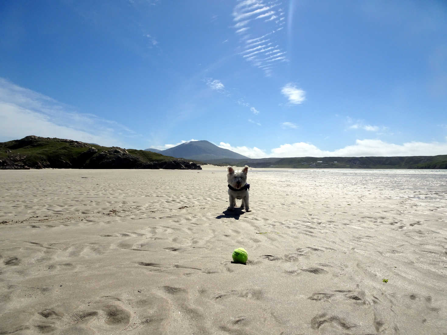 poppy the westie on Ardroil beach Uig Lewis