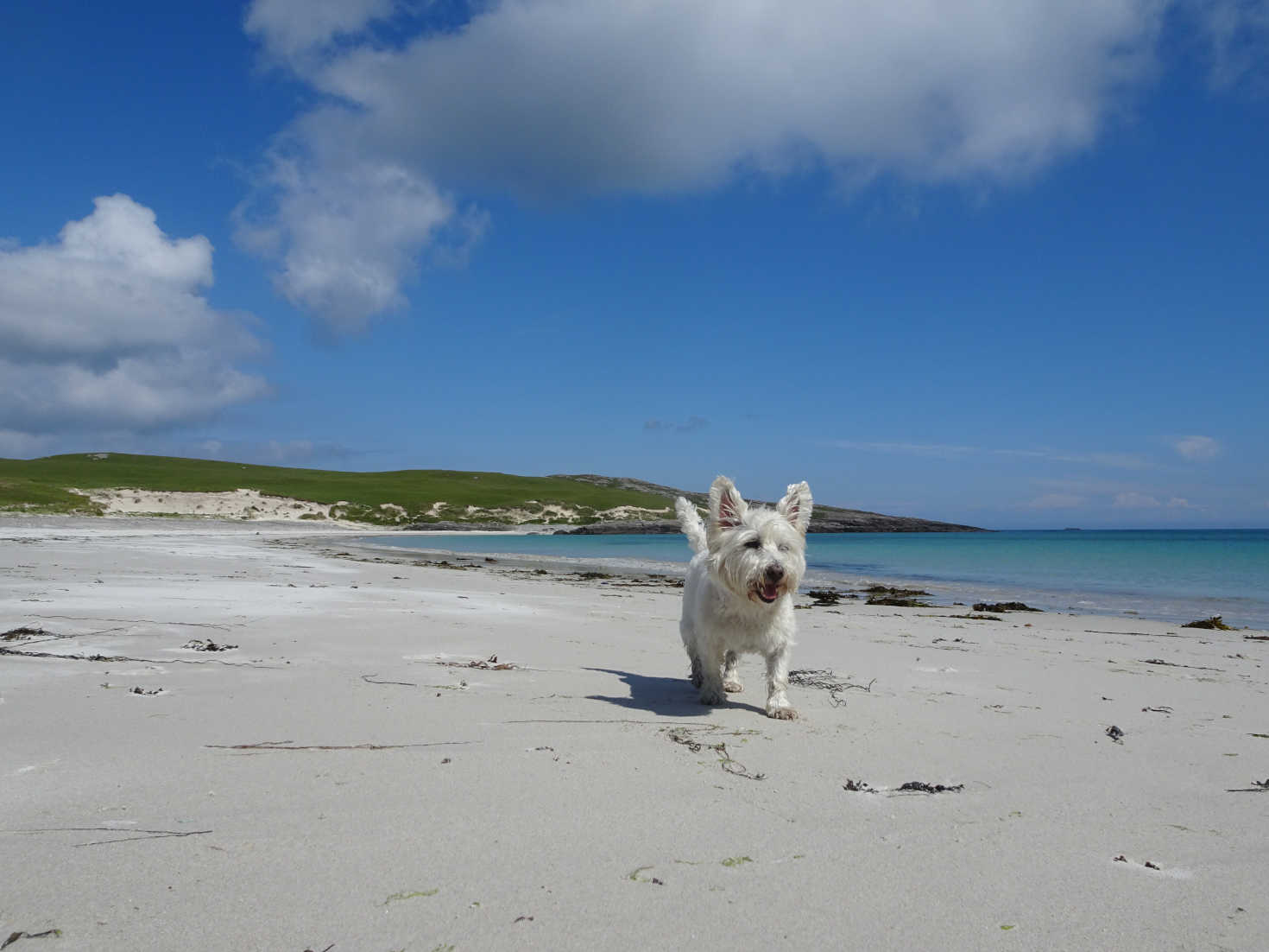 poppy the westie on Bagh A Deas beach Vatersay