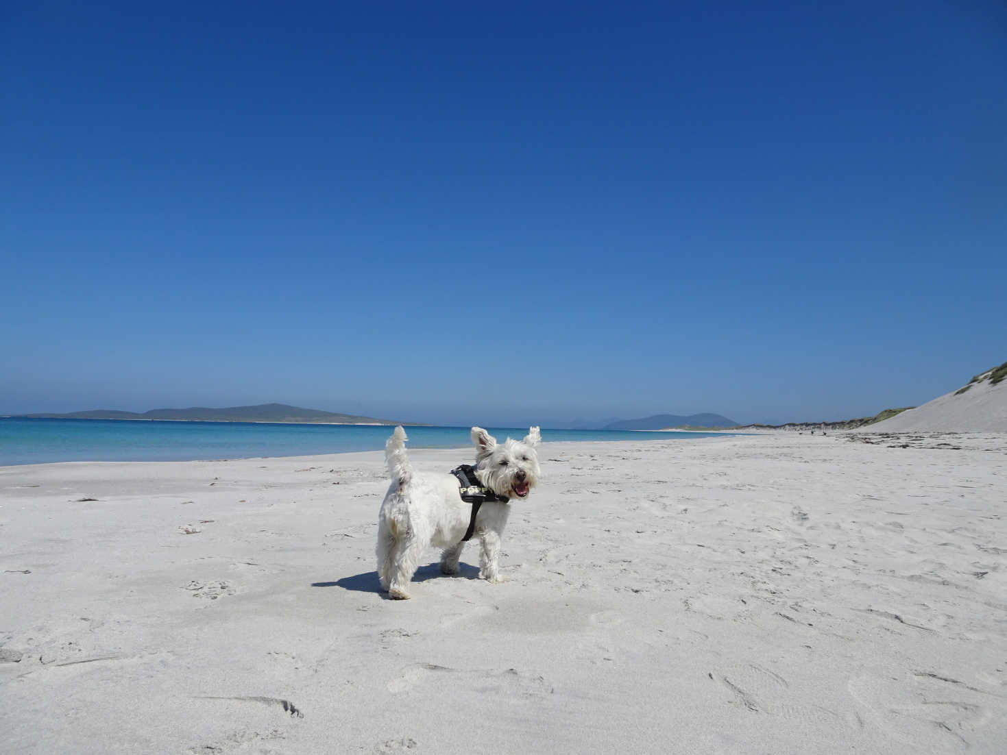 poppy the westie on Berneray Beach