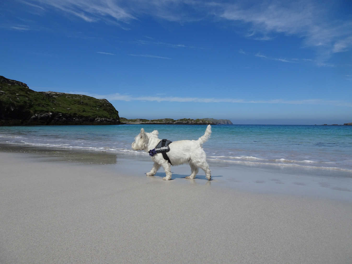 poppy the westie on Bosta Beach