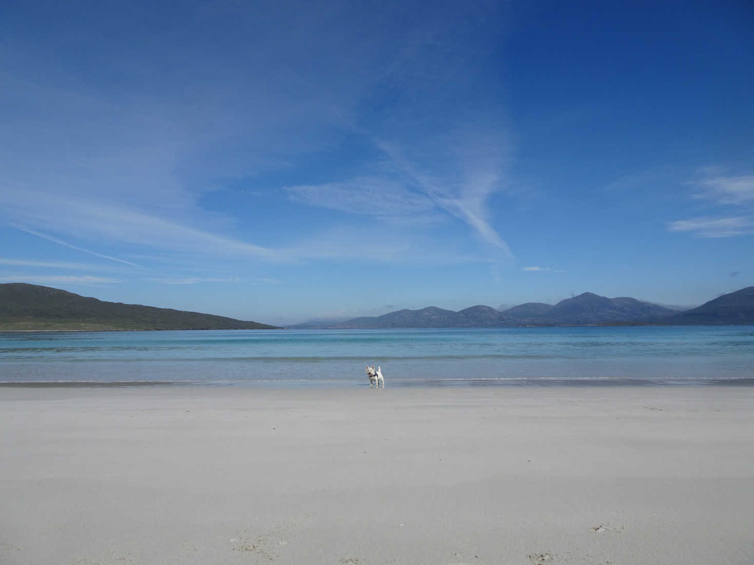 poppy the westie on Luskentyre Beach