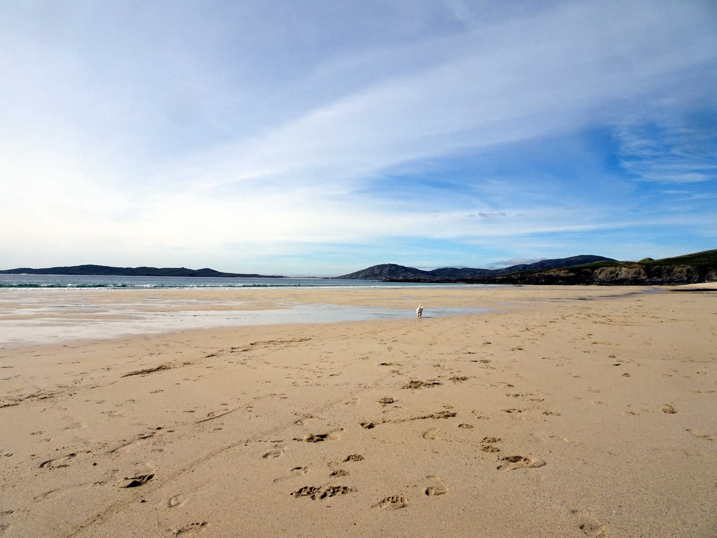 poppy the westie on Nisabost Beach Harris