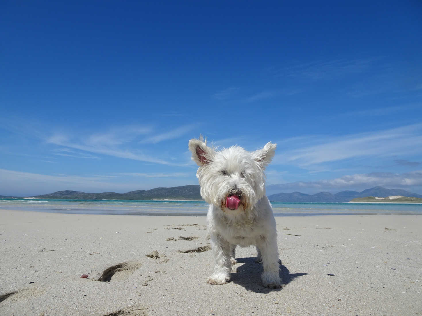 poppy the westie on Seilebost beach