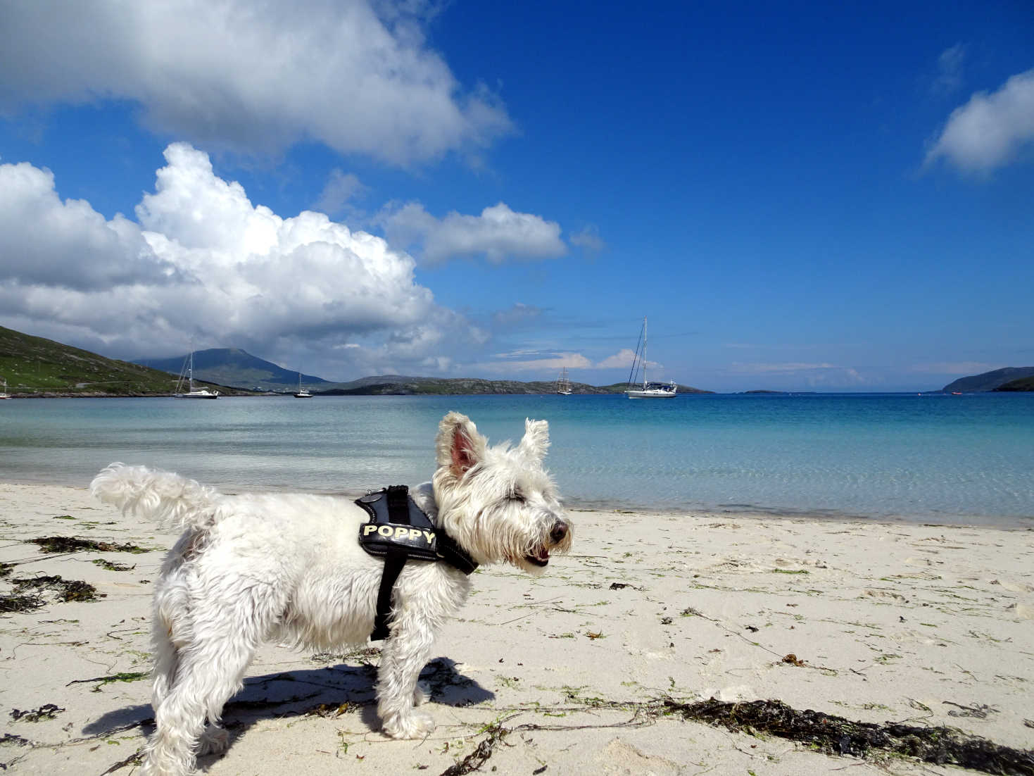 poppy the westie on Traigh a Bhaigh beach Vatersay