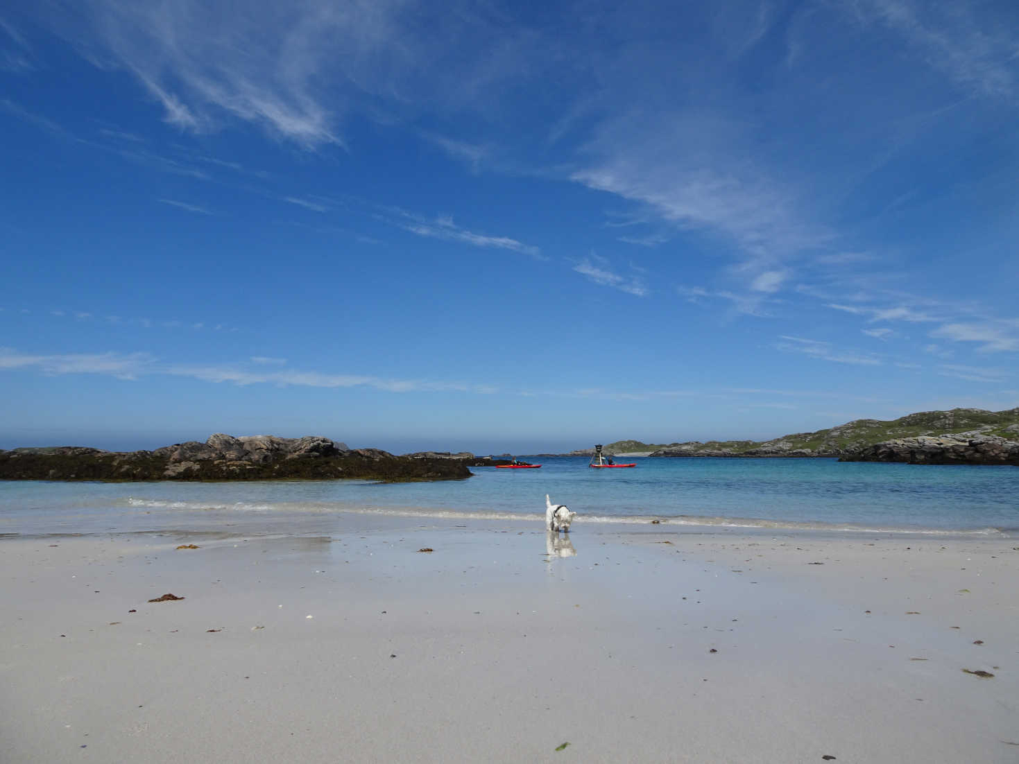 poppy the westie on bosta beach 2