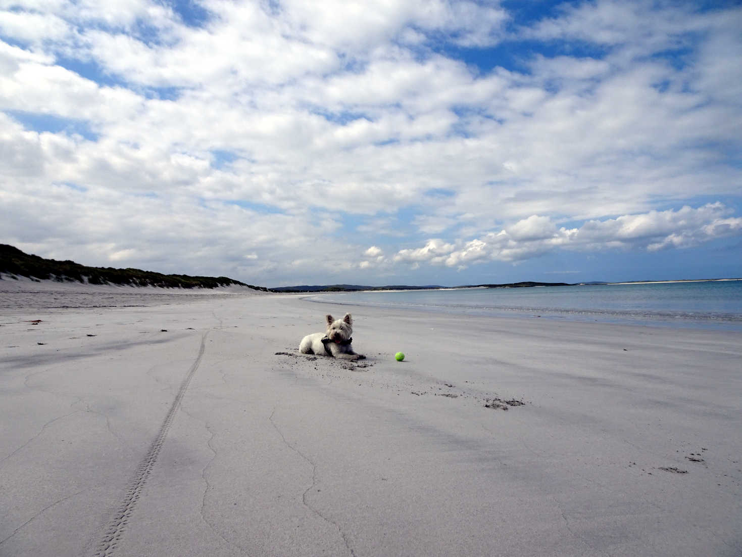 poppy the westie on clachan sands