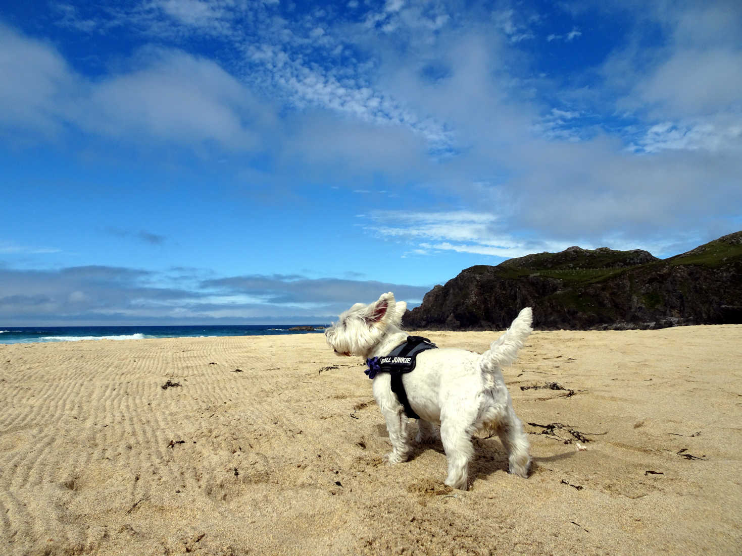 poppy the westie on dalmore beach