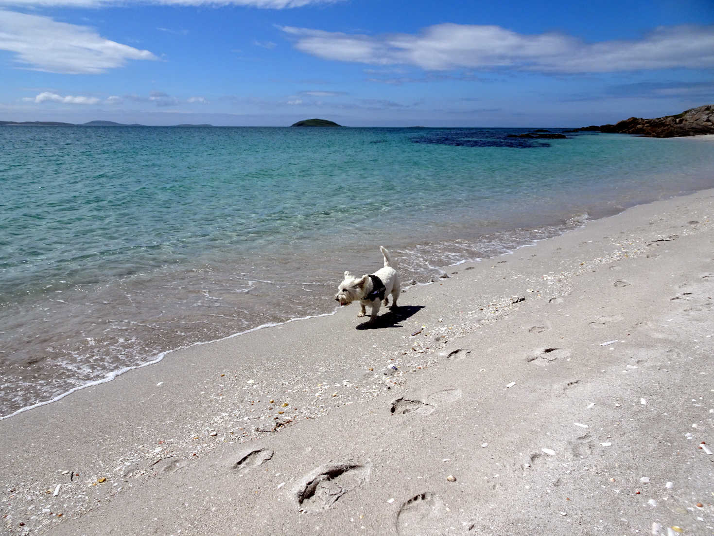 poppy the westie on ferry beach Eriskay