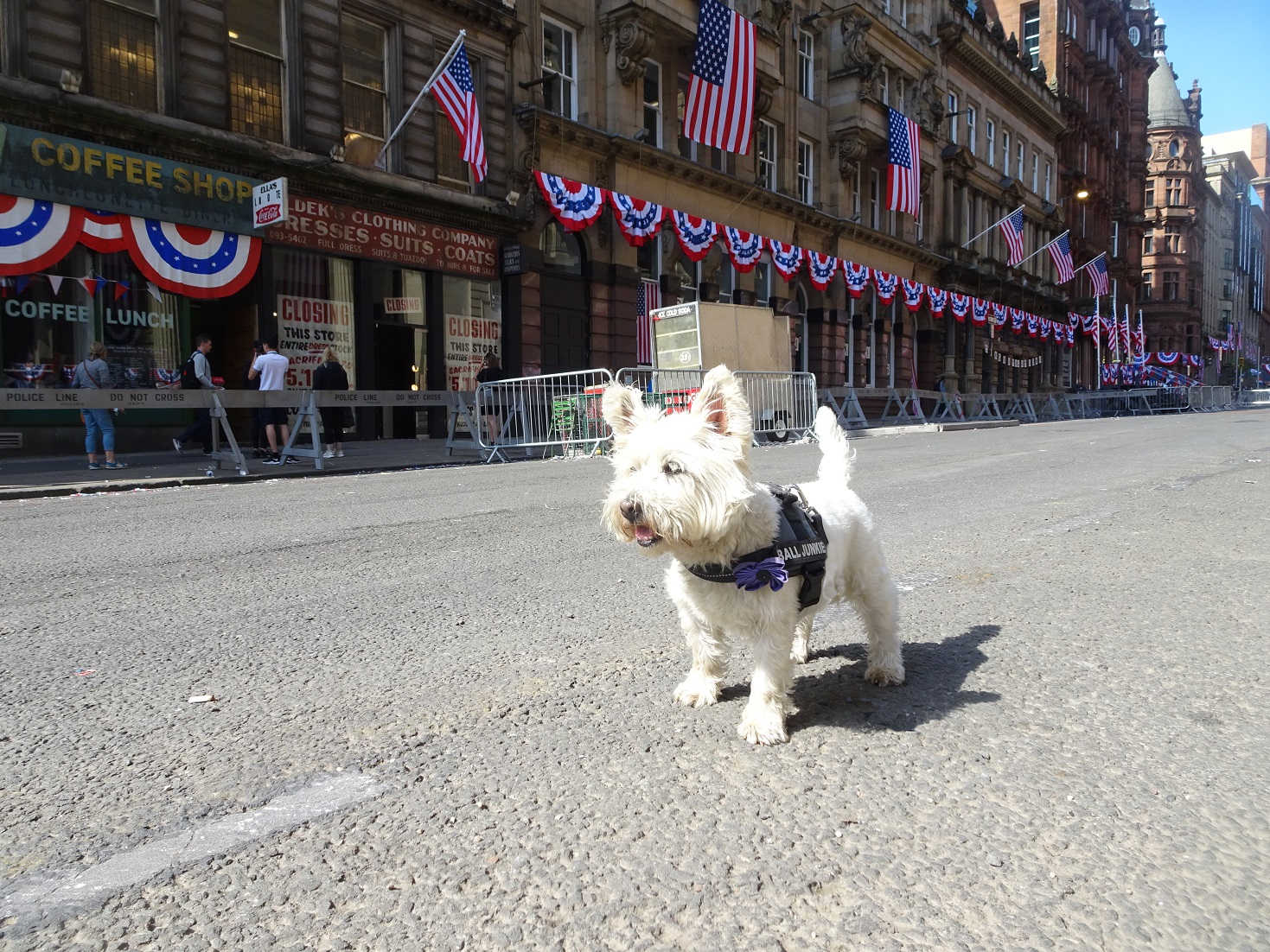 poppy the westie on ij set