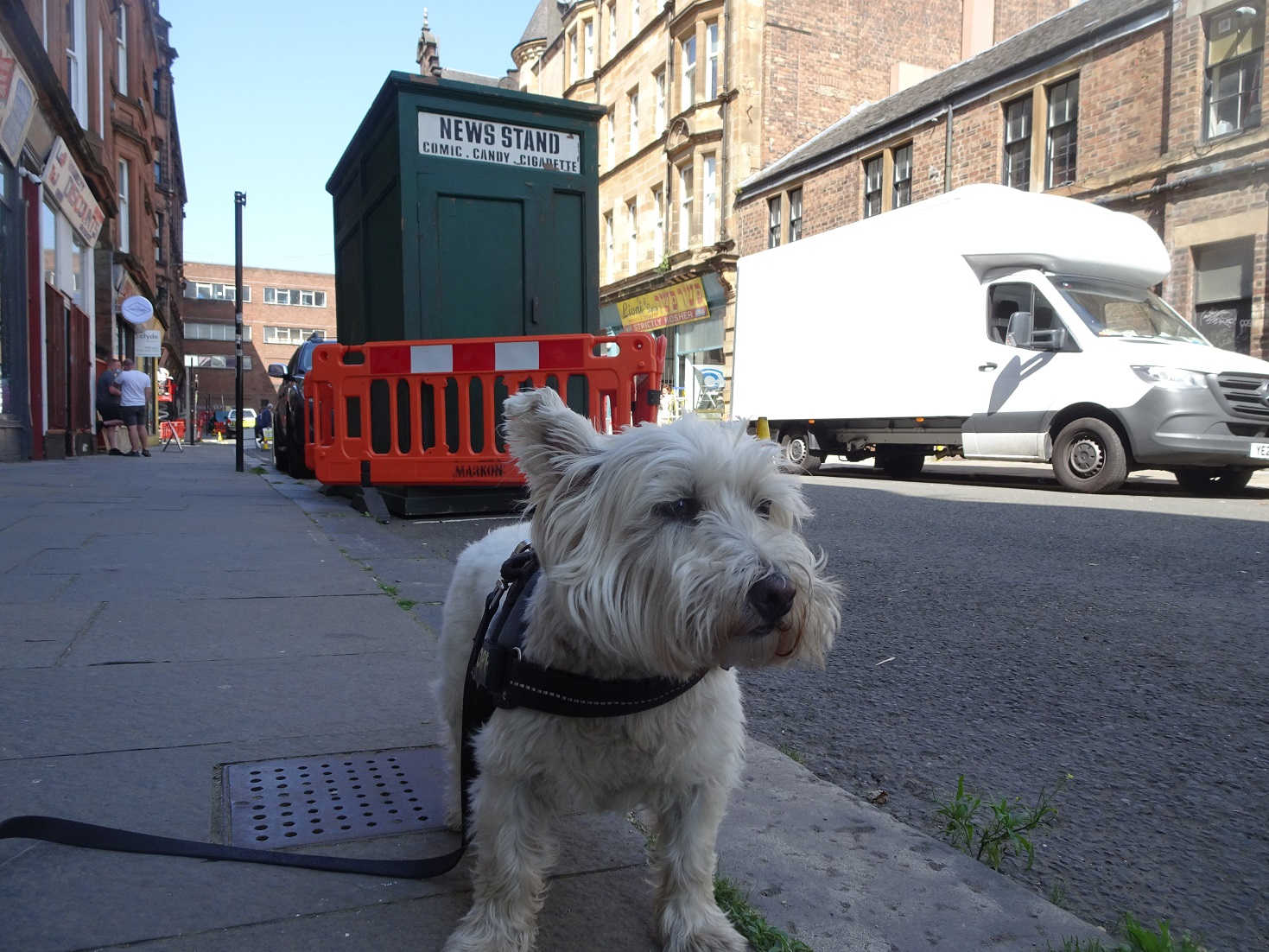 poppy the westie on indiana jones location