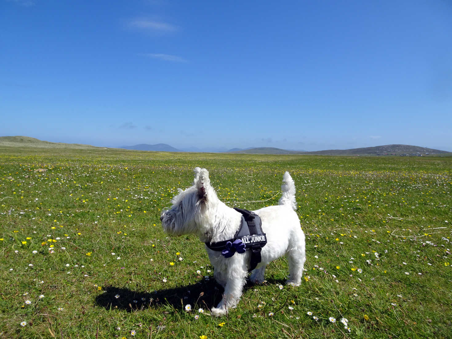 poppy the westie on macher at Berneray