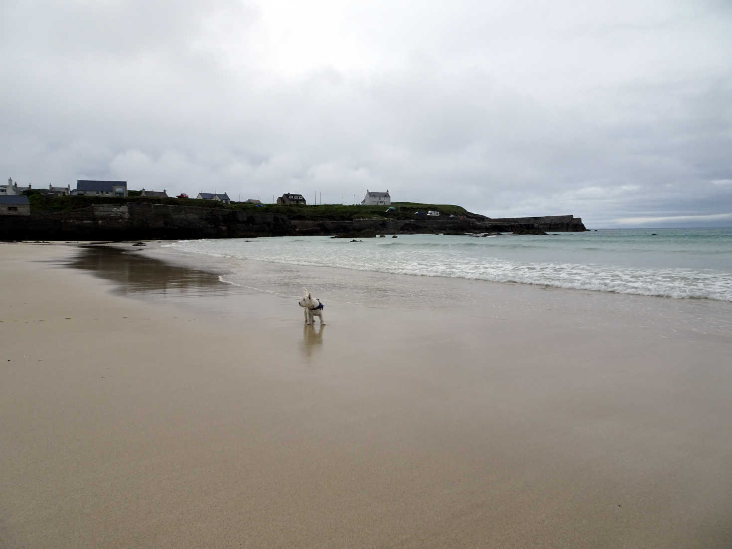 poppy the westie on ness beach lewis