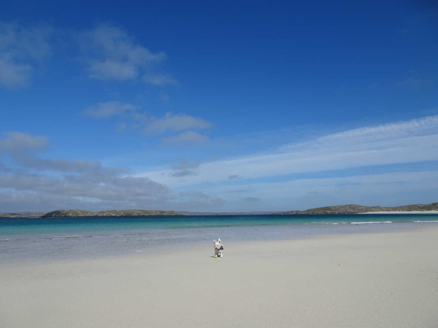 poppy the westie on reef beach Isle of Lewis