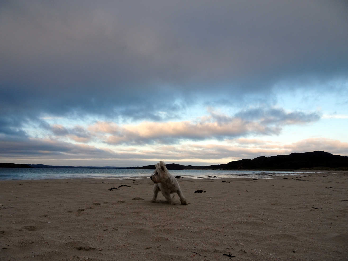 poppy the westie on reef beach Isle of Lewis