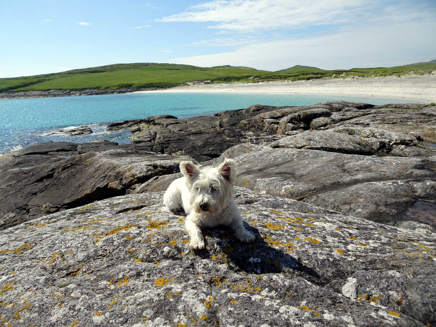 poppy the westie on rocks at Bagh A Deas Vatersay