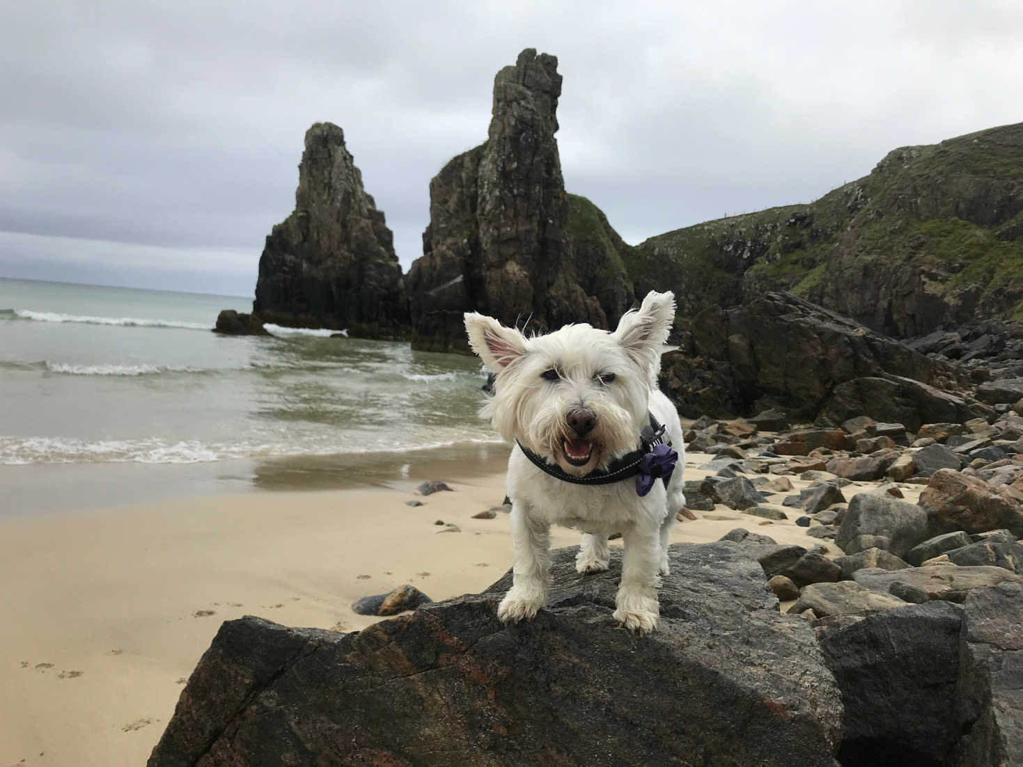 poppy the westie on rocks at gary beach