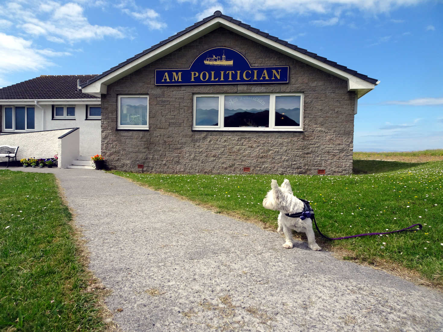 poppy the westie outside the AM Politician